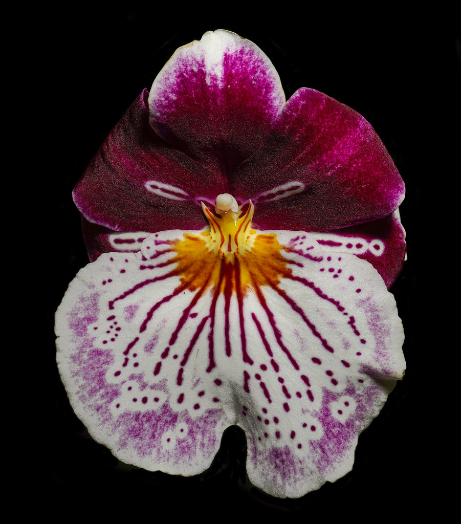 Miltonia Orchid. Taken at Hervey Bay Botanic Gardens. Loraine