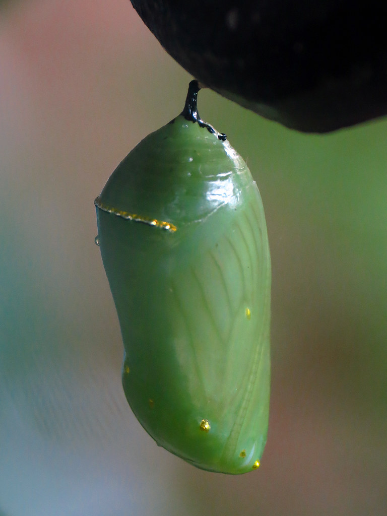 Monarch Chrysalis Closeup of the chrysalis in the previou… Flickr