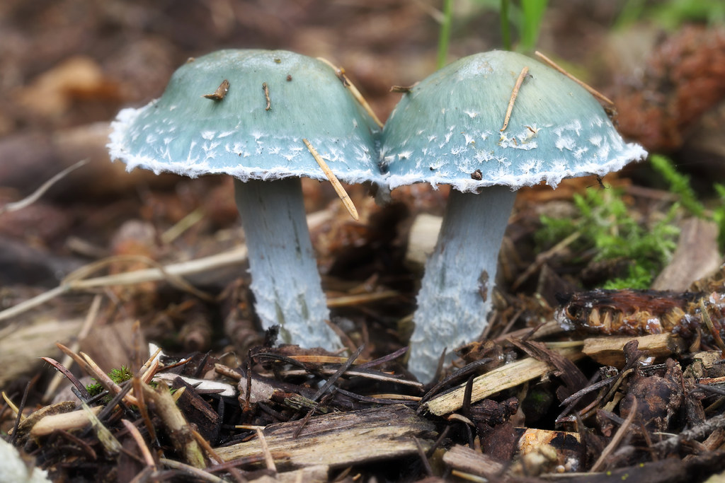 Blue Roundheads Spectacular Blue Roundheads (Stropharia ca… Flickr