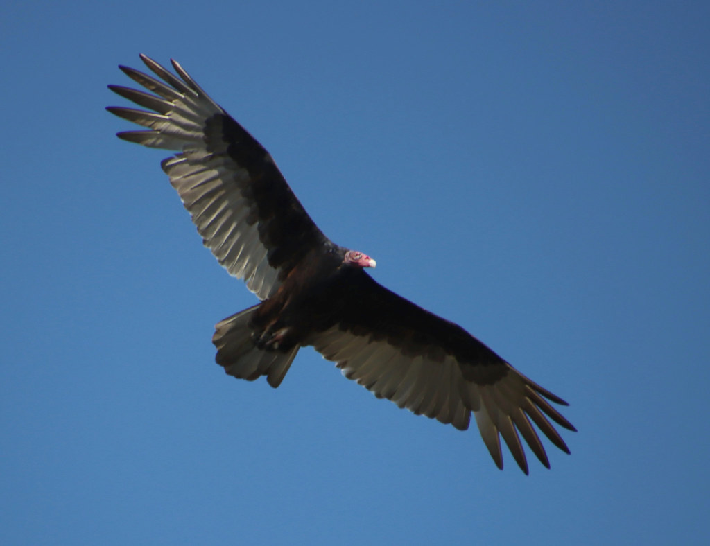 Soaring Turkey vulture in flight over Brazos Bend State Pa… Flickr