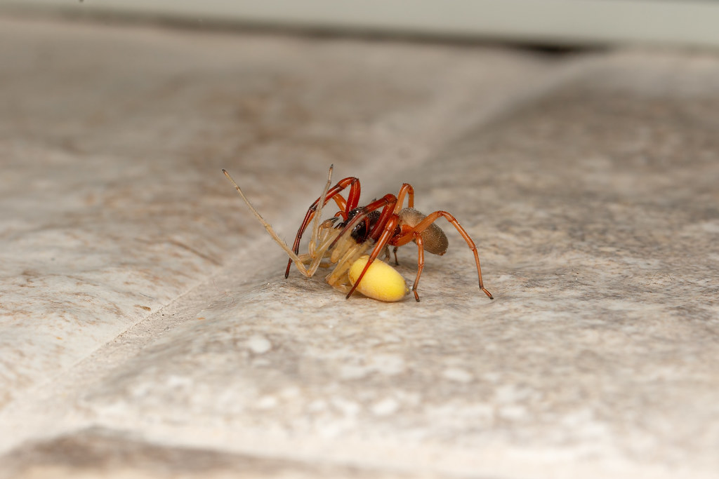 Broadfaced Sac Spider eating Yellow sac spider Trachelas … Flickr
