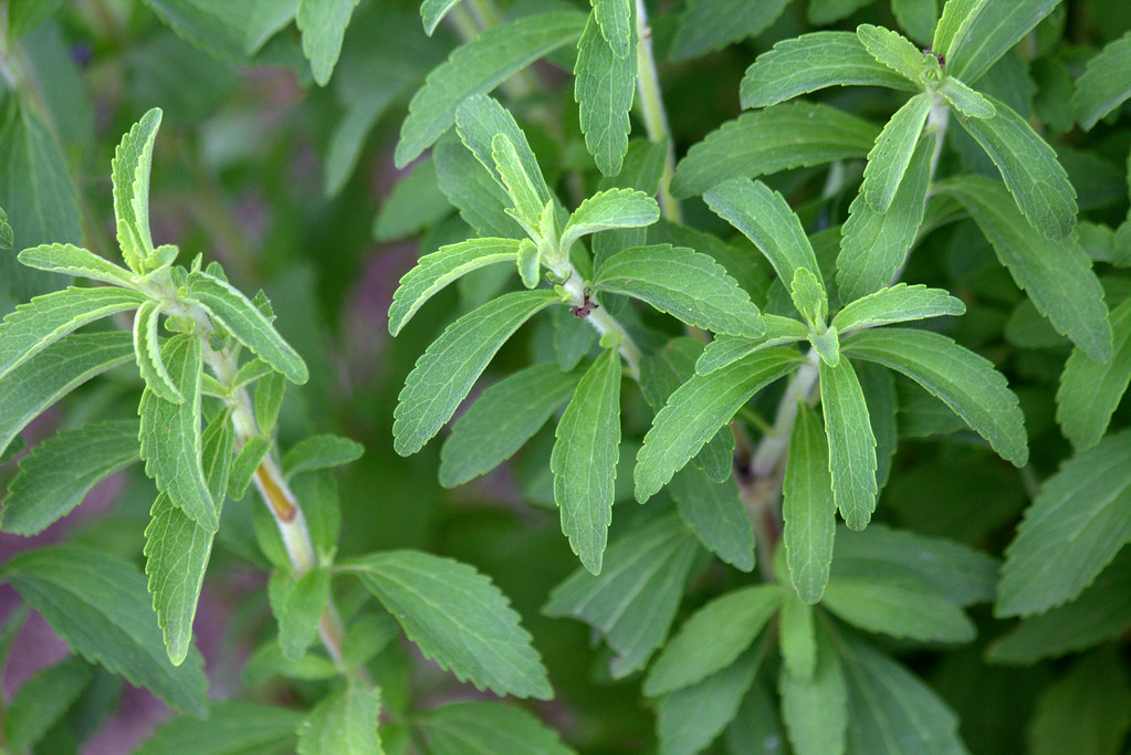 Stevia rebaudiana Stevia rebaudiana manuel m. v. Flickr