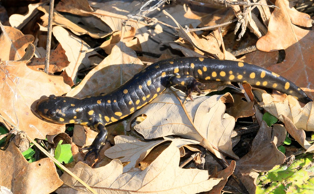 eastern tiger salamander near Lime Springs IA 653A8609 Flickr