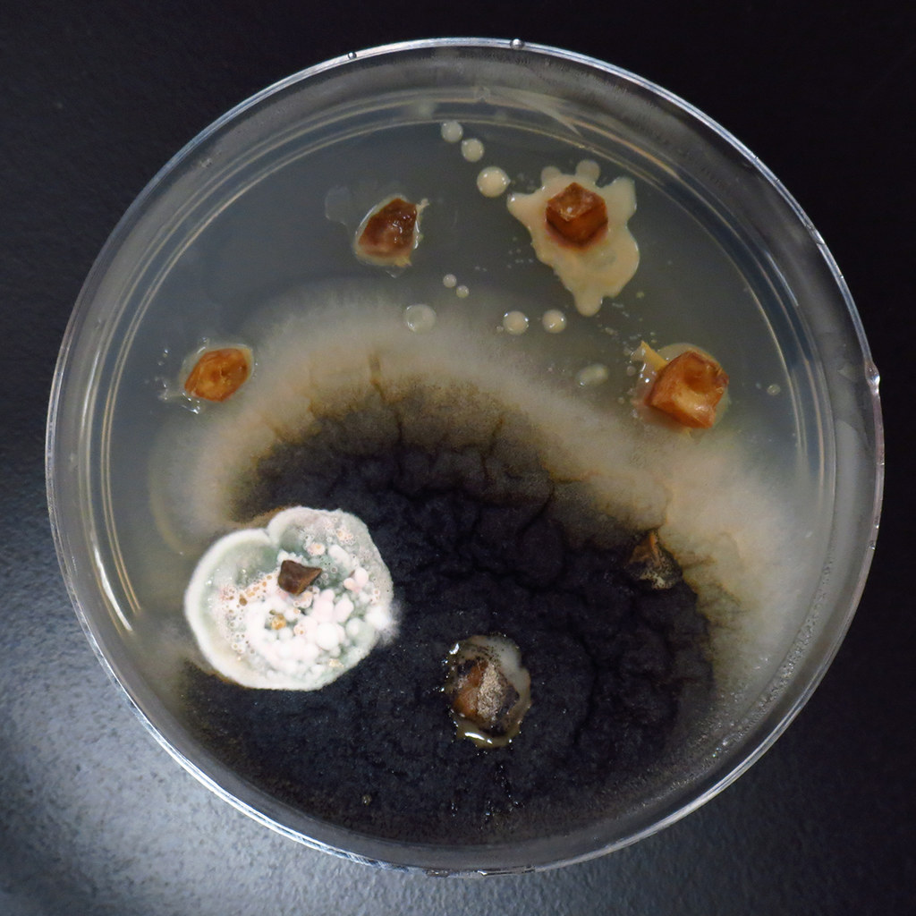 Tissue Culture Contaminants Adventures in tissue culture w… Flickr