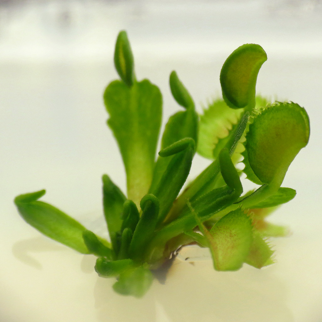 Venus Flytrap Seedling Culture The first ones are opening … Flickr