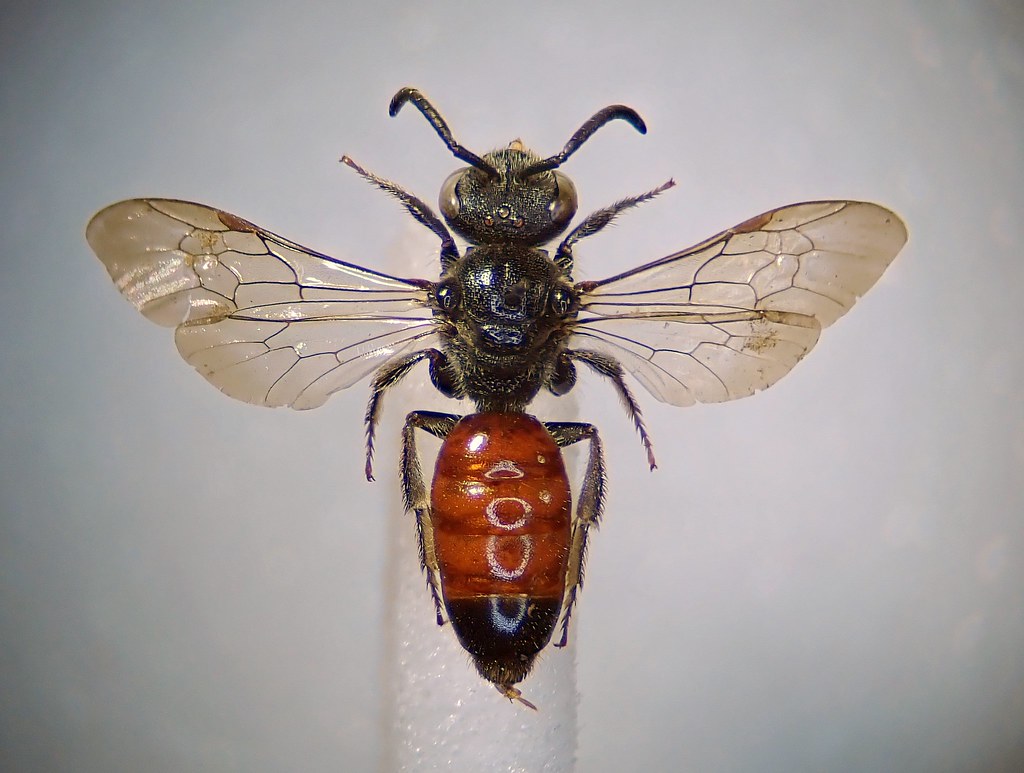 Sphecodes spinulosus (Spined Blood Bee) Flickr