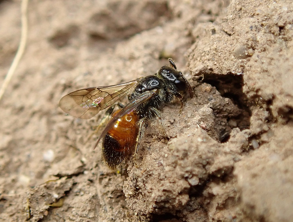 Sphecodes geoffrellus (Geoffroy's Blood Bee) Flickr