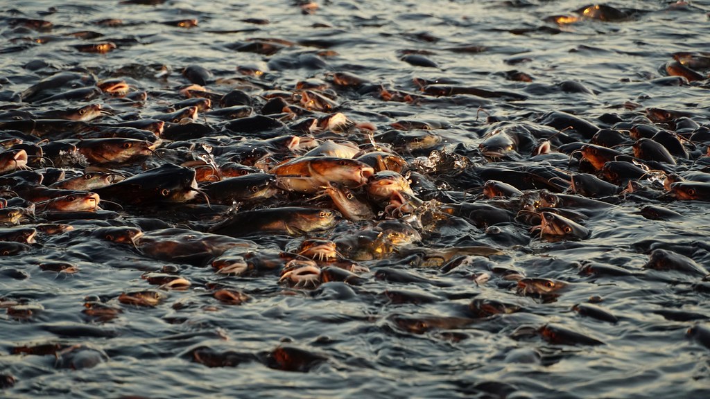 Catfish feeding frenzy Adele Lowndes Flickr