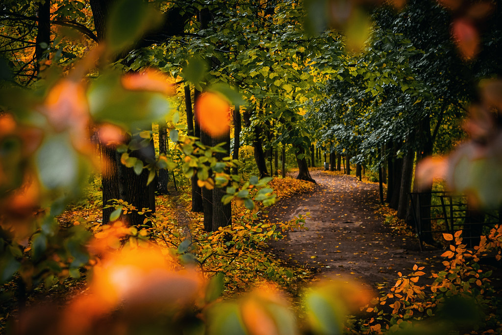 Autumn park. Beautiful romantic alley in a park with color… Flickr