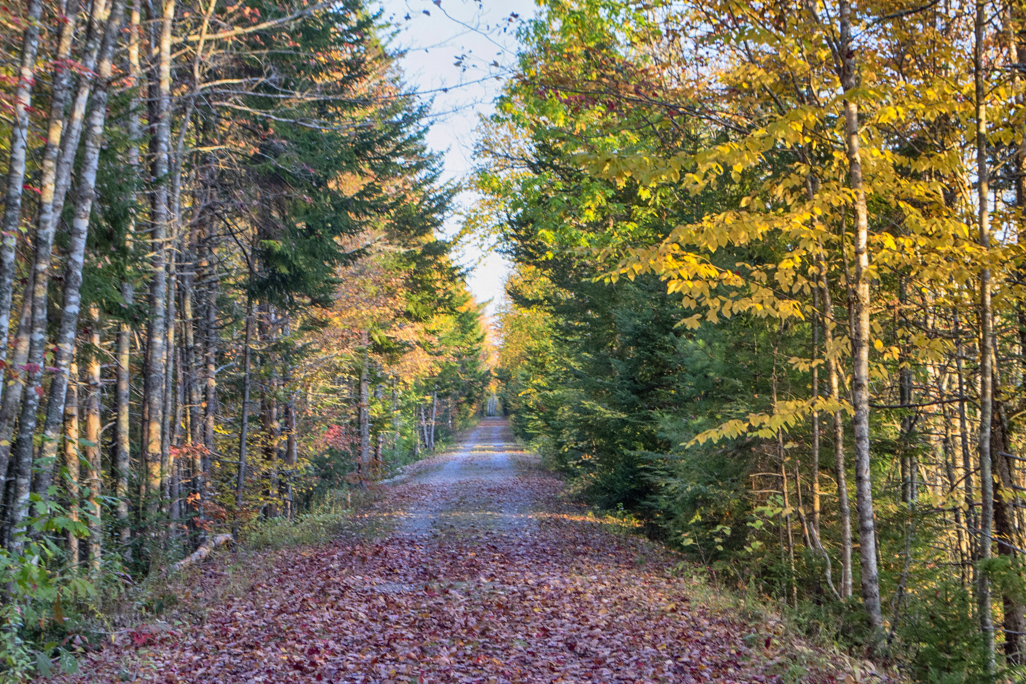 Photos The Musquodoboit Trailway, Nova Scotia