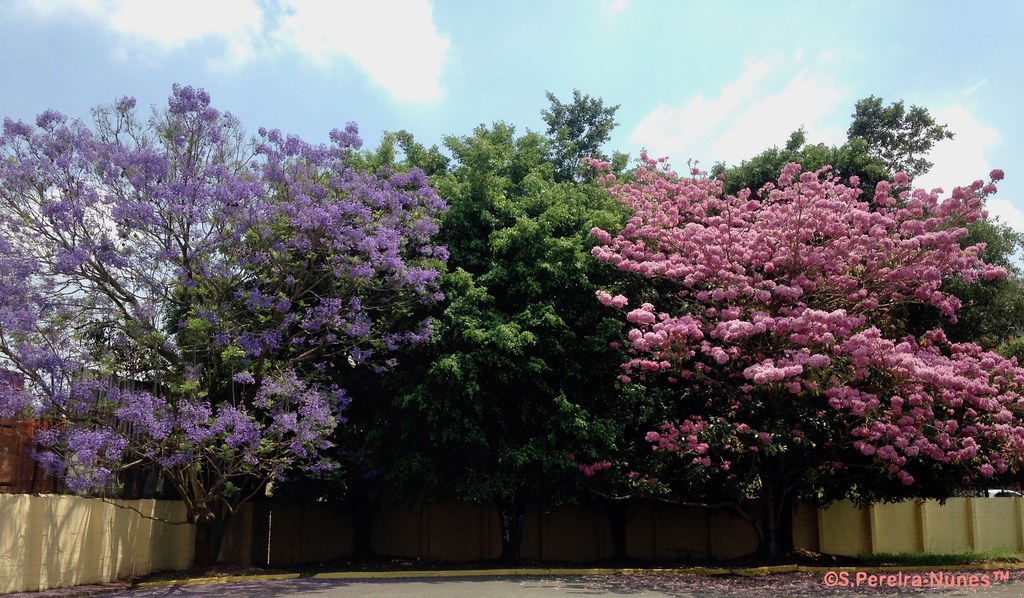 Jacarandá & a Pink Trumpet Tree together in Cotia, SP, Bra… Flickr