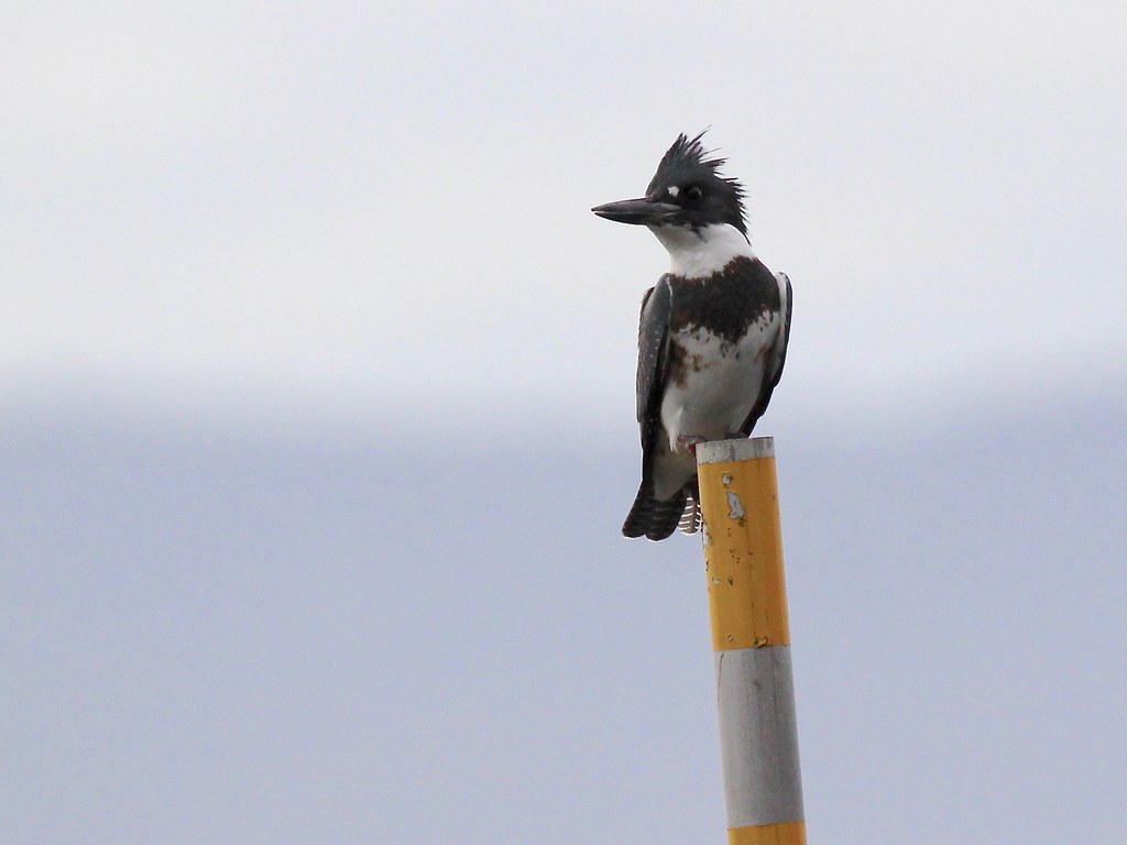 Belted Kingfisher Ford Cove, October 23, 244 pm winterwren Flickr