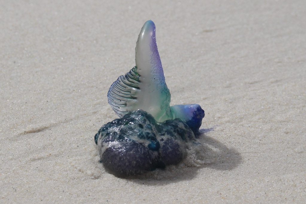 Bluebottle jellyfish, Murrays Beach Where we live every on… Flickr
