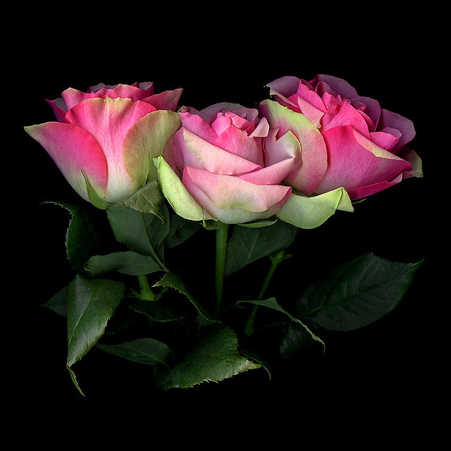 SECOND HAND ROSE... No more Roses in the garden. often in … Flickr