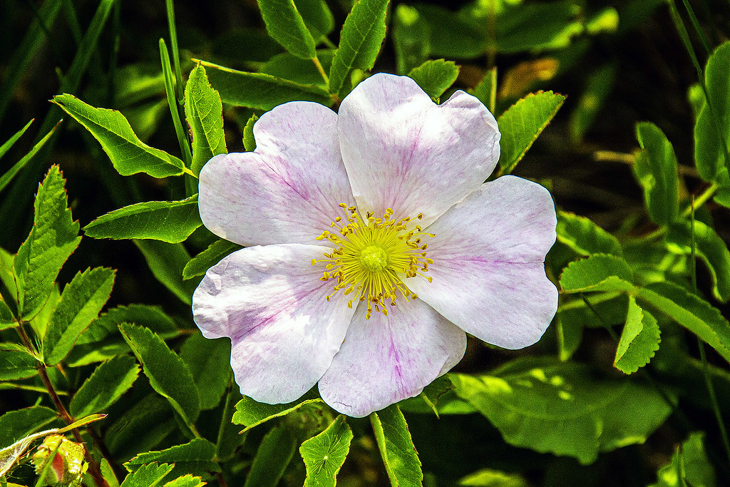 Dog Rose (Rosa canina) Black Earth Rettenmund Prairie, Dan… Flickr