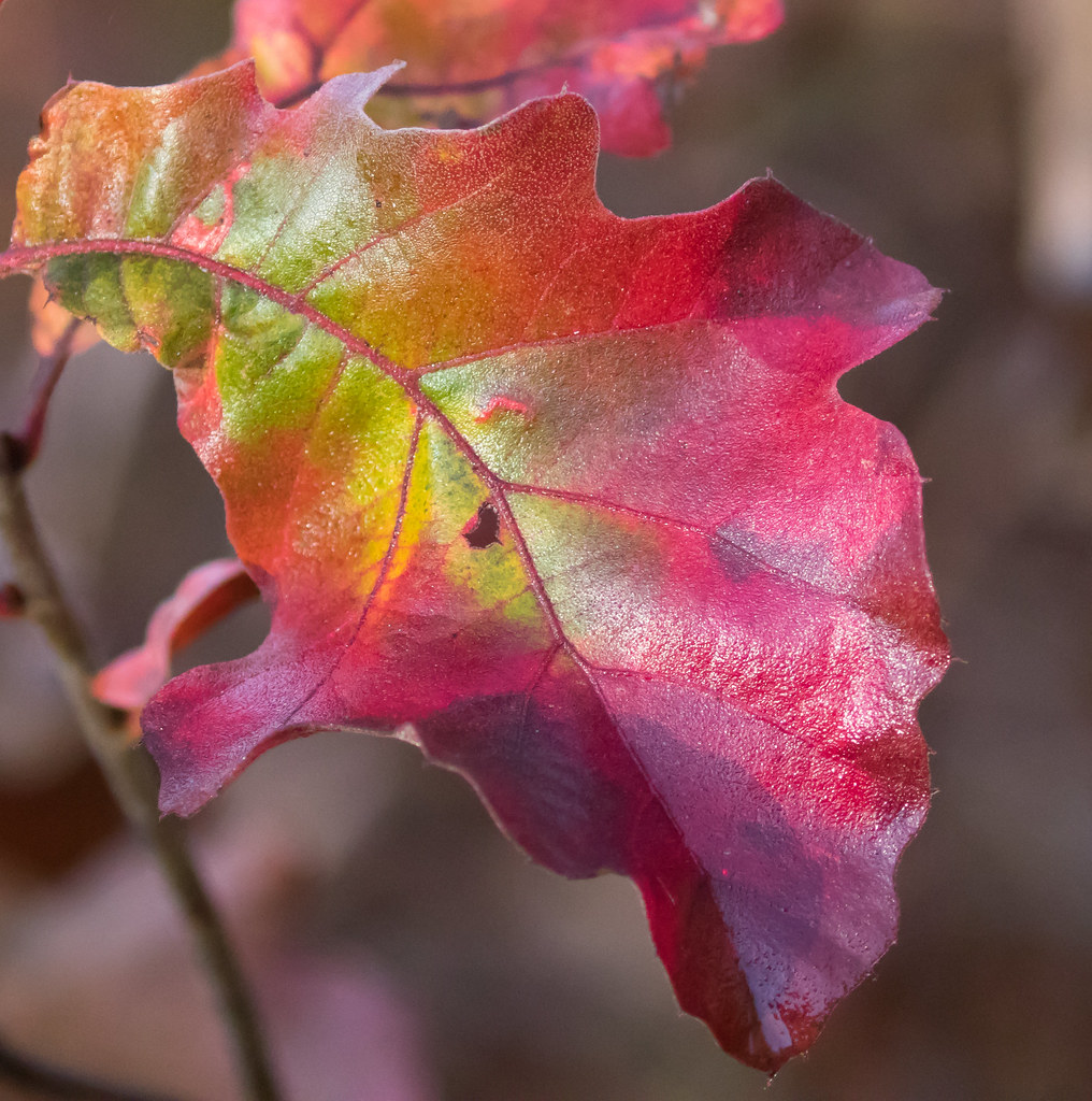 Autumn Leaf (Scrub Oak) Wilton Wildlife Preserve Gansevoor… Flickr