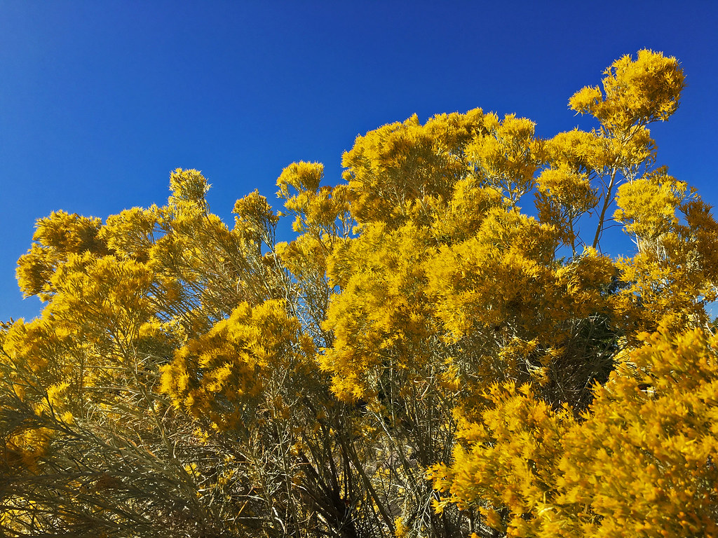 Sign of autumn in New Mexico, USA Chamisa shrub (Ericame… Flickr