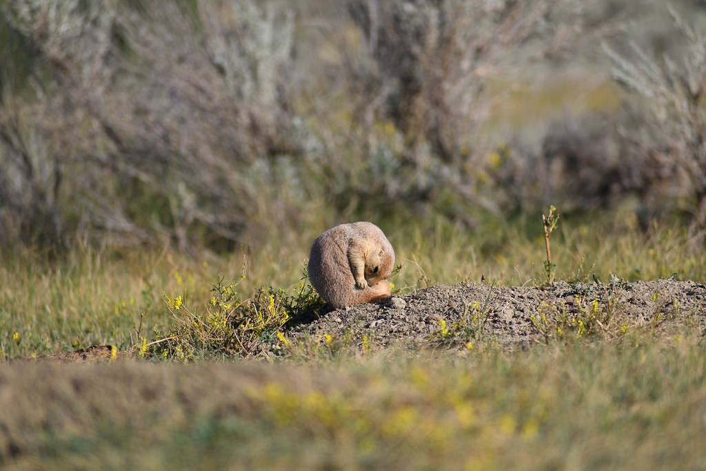 Ball O' Fur Prairie dog grooming itself, seen at Theodore … Flickr