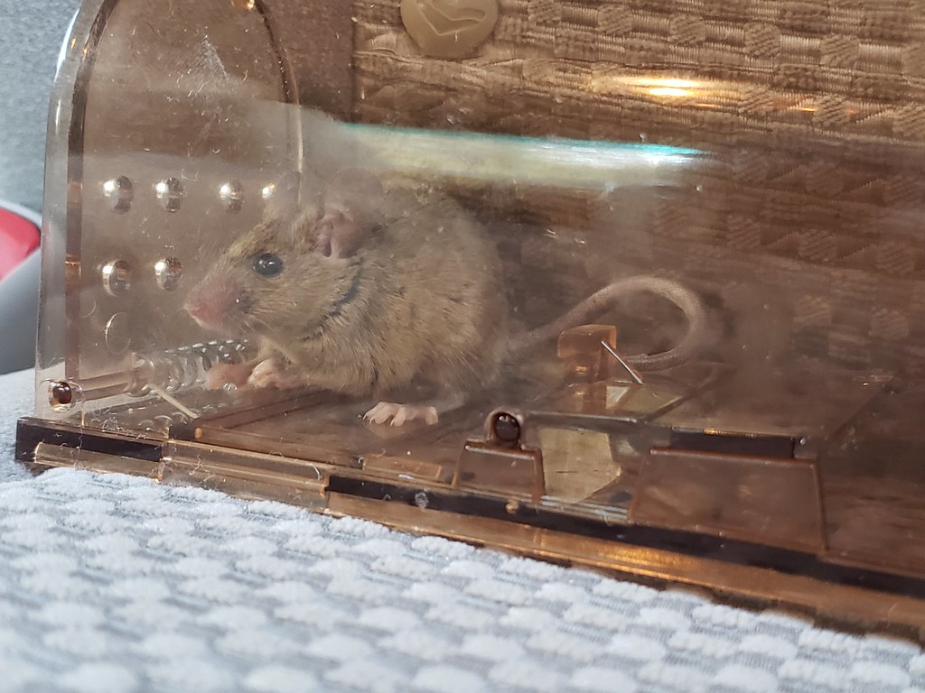 Getting rid of mice what method do you like?
