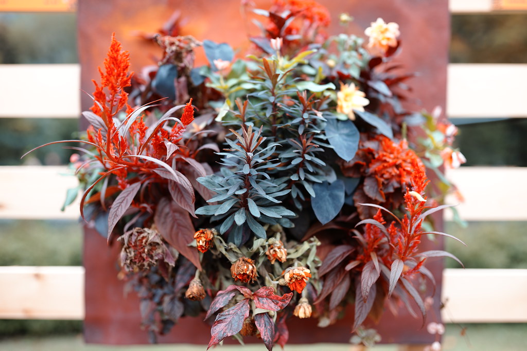 hanging basket SDIM0047 Hideya HAMANO Flickr