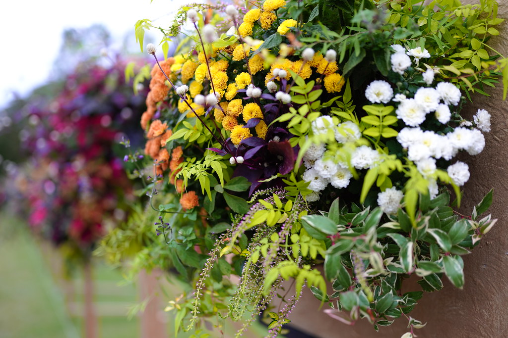 hanging basket SDIM0041 Hideya HAMANO Flickr