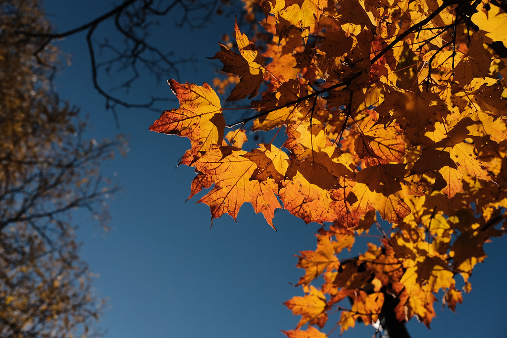 Cathcart Park emrold Flickr