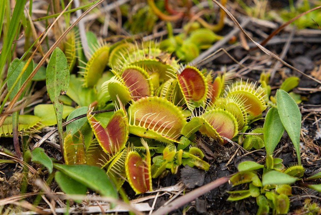 STANLEY REHDER CARNIVOROUS PLANT GARDEN The Stanley Rehder… Flickr