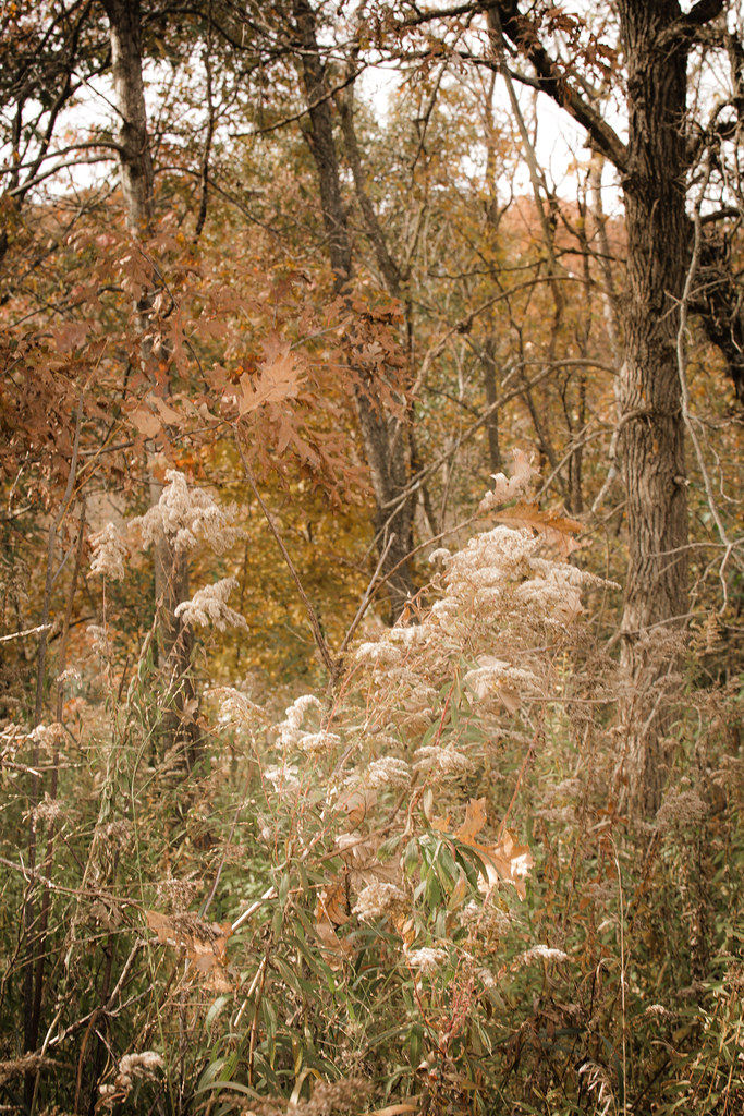 Fall Walk at Mitchellville Park This is my "go to" each Fa… Flickr