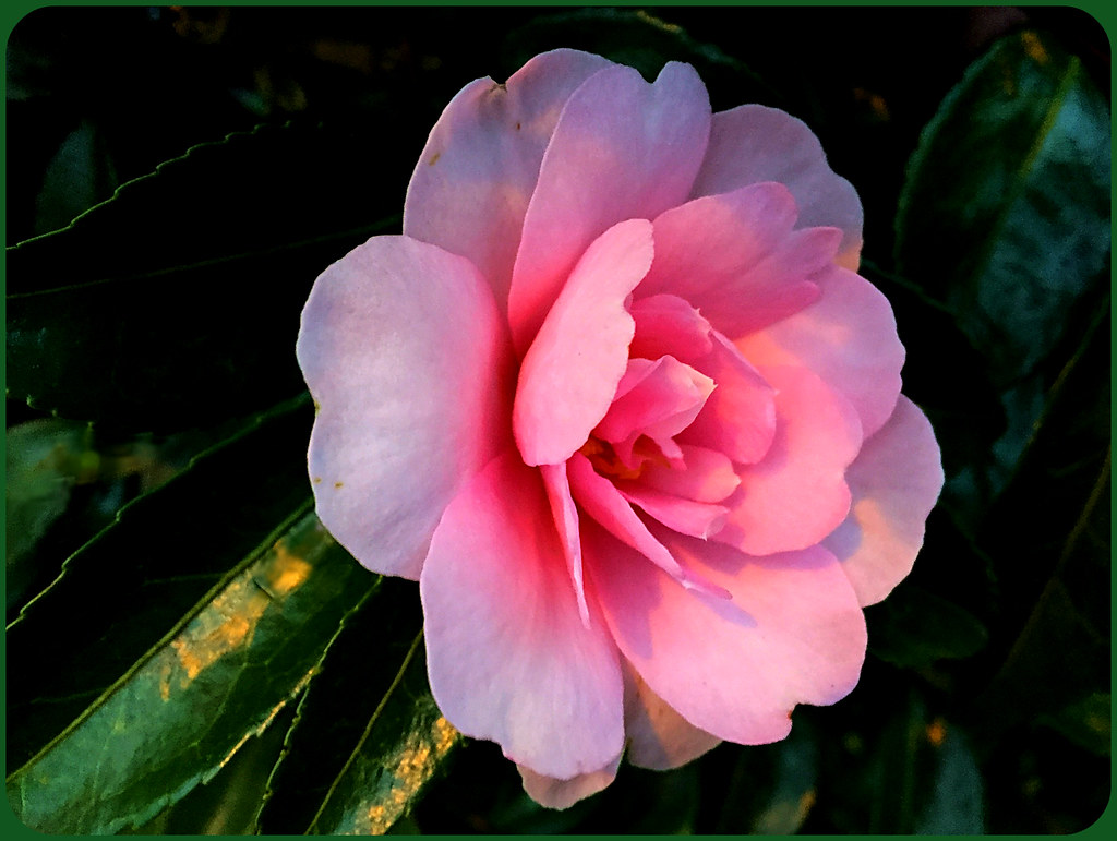 WinterFlowering Camellia at Sunset I took this shot the e… Flickr