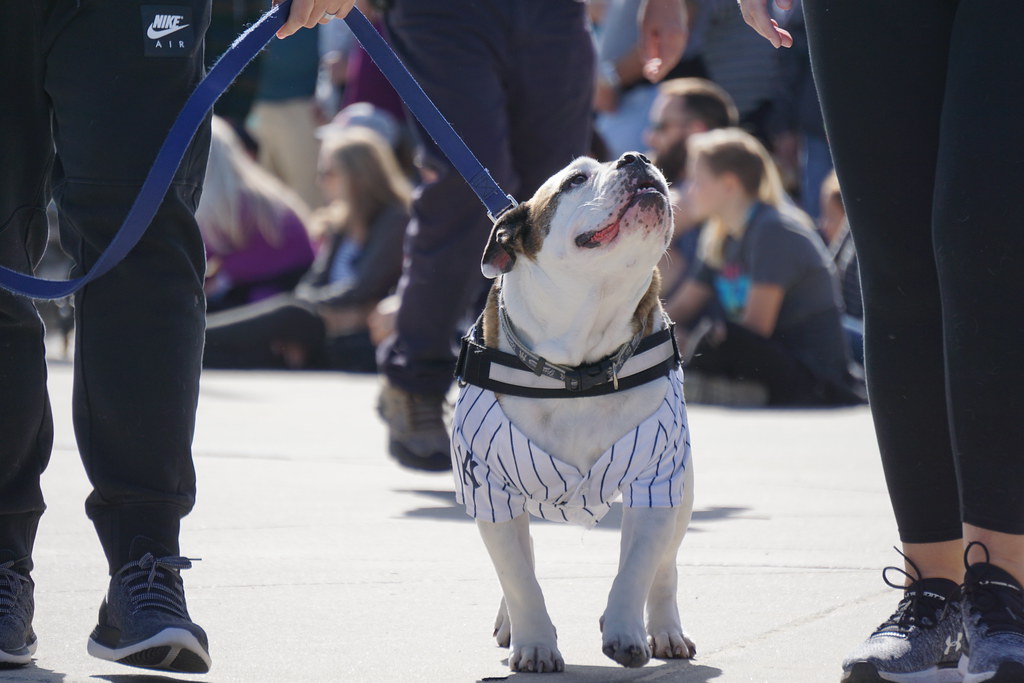 Beach Maze & Pet Parade 2019 Ocean City, MD Town of Ocean City Flickr