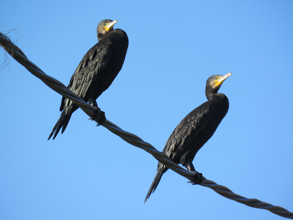 Cormorant Maud Foster Drain, Boston, Lincolnshire Mark Sargeant