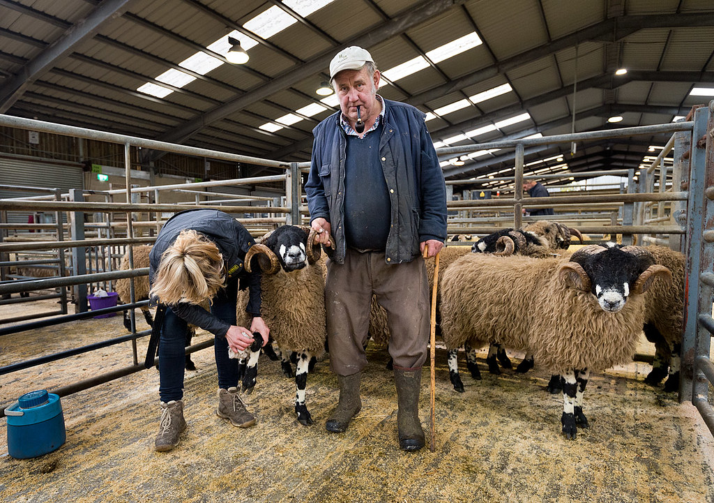 Skipton Auction Mart Annual Show and Sale of Dalesbred She… Flickr