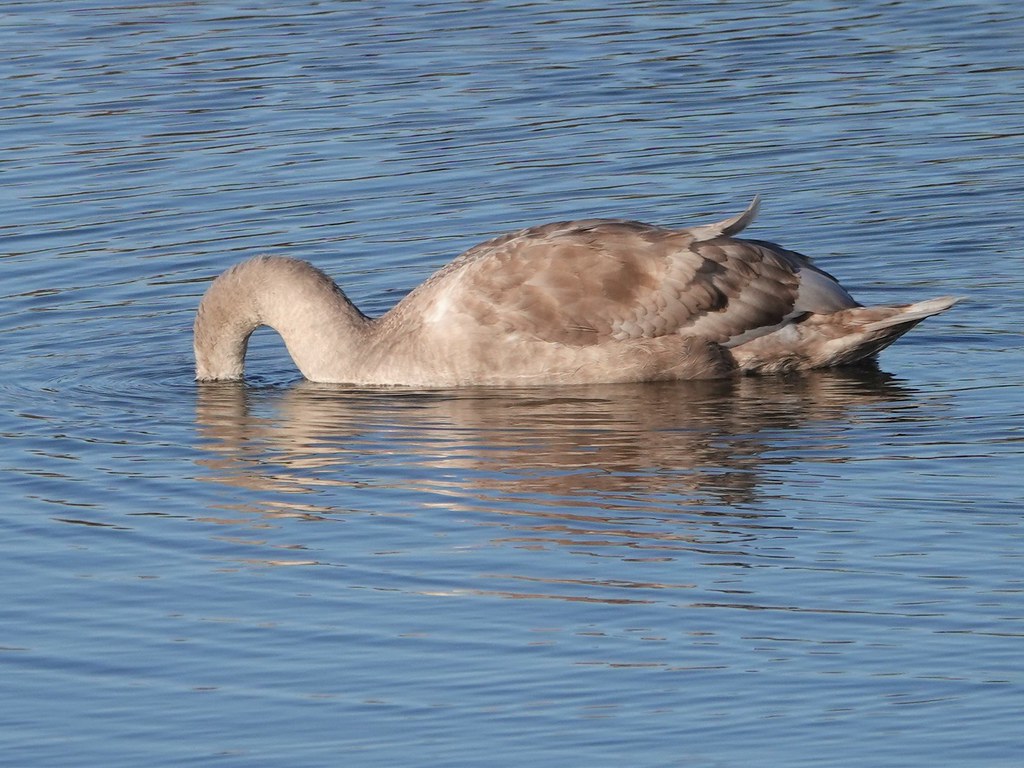 Immature Mute Swan a Douglas Law Flickr