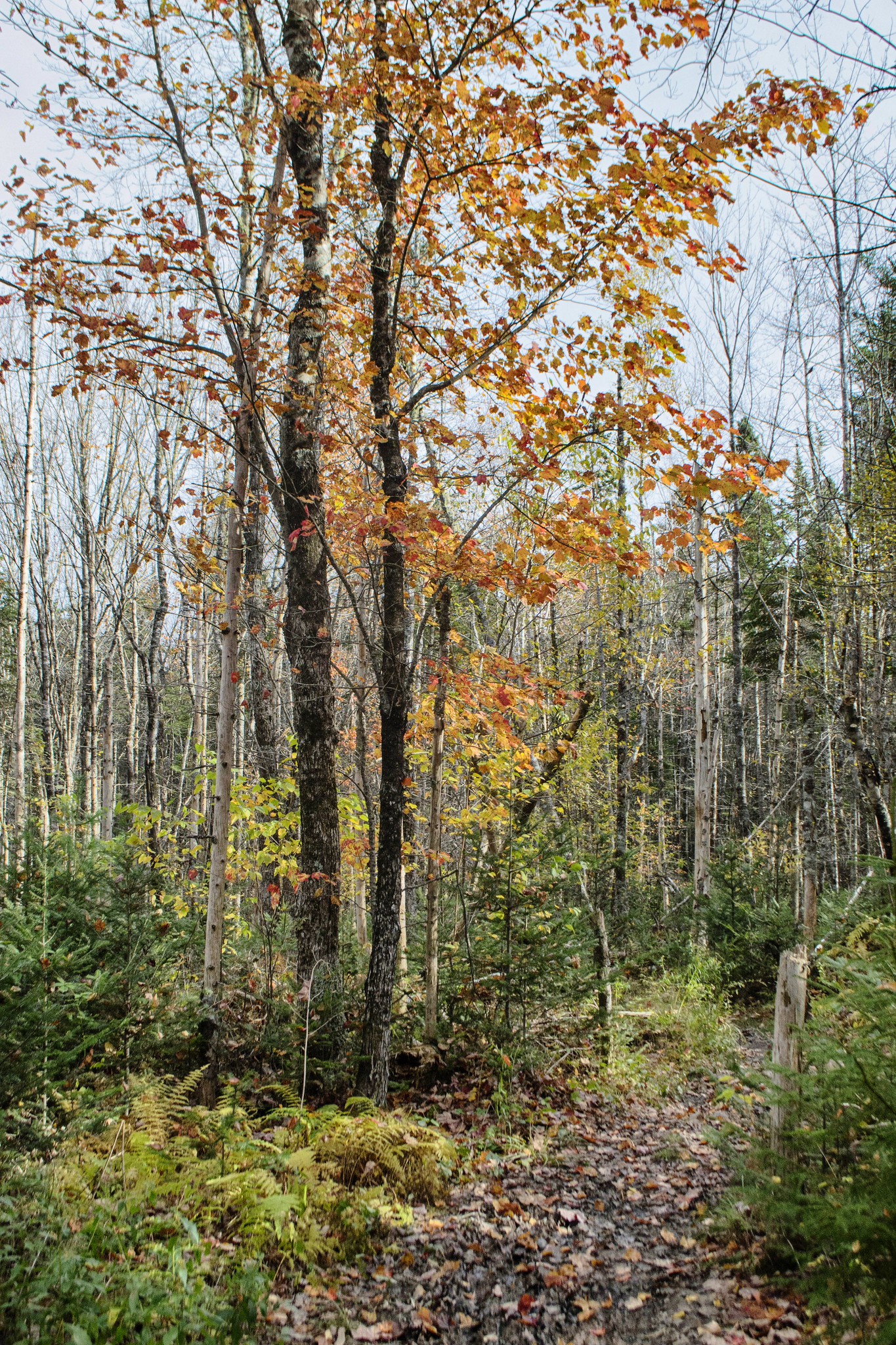 Photos Nine Mile River Hiking Trails Nova Scotia HalifaxTrails.ca