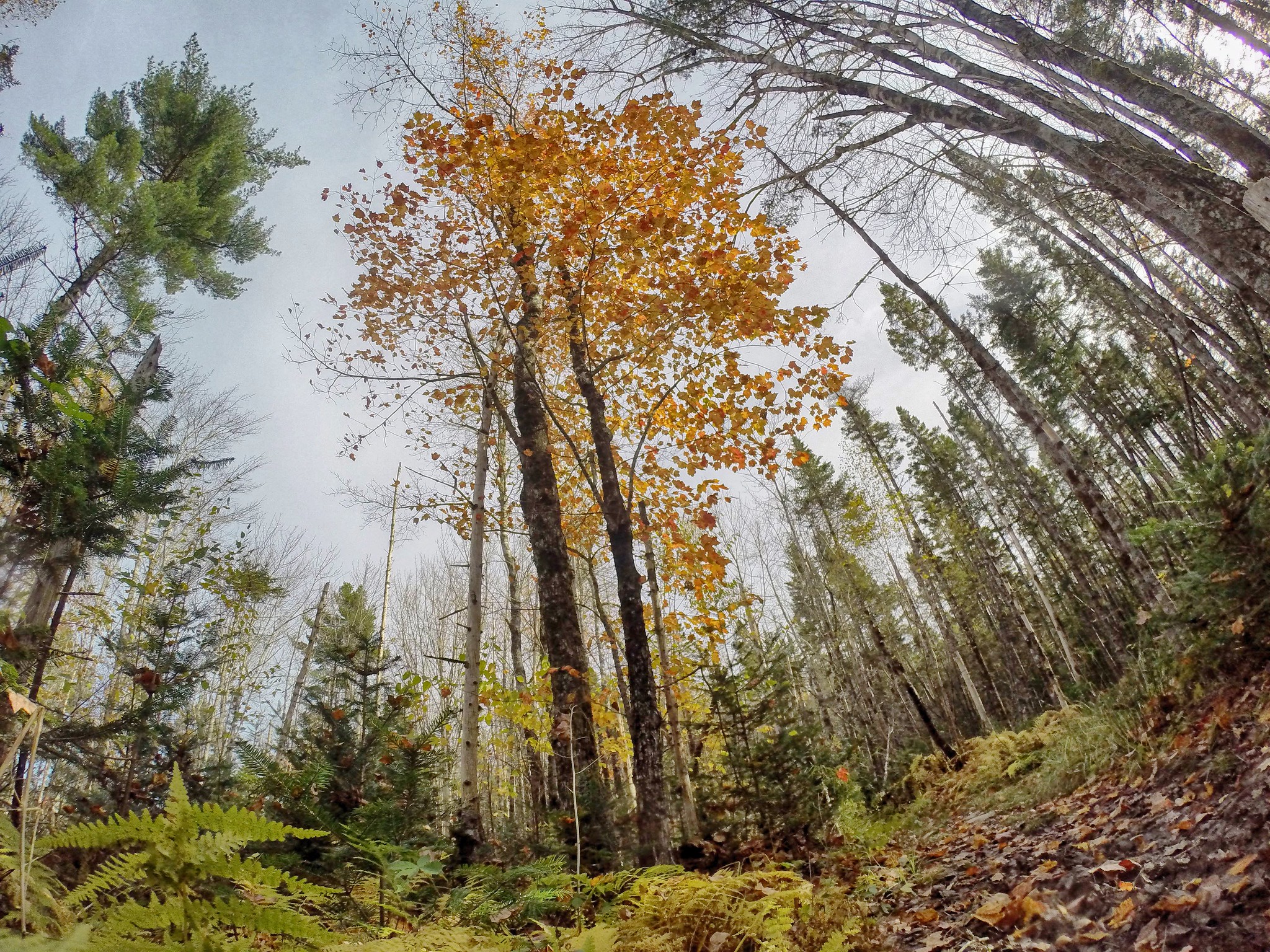 Photos Nine Mile River Hiking Trails Nova Scotia HalifaxTrails.ca