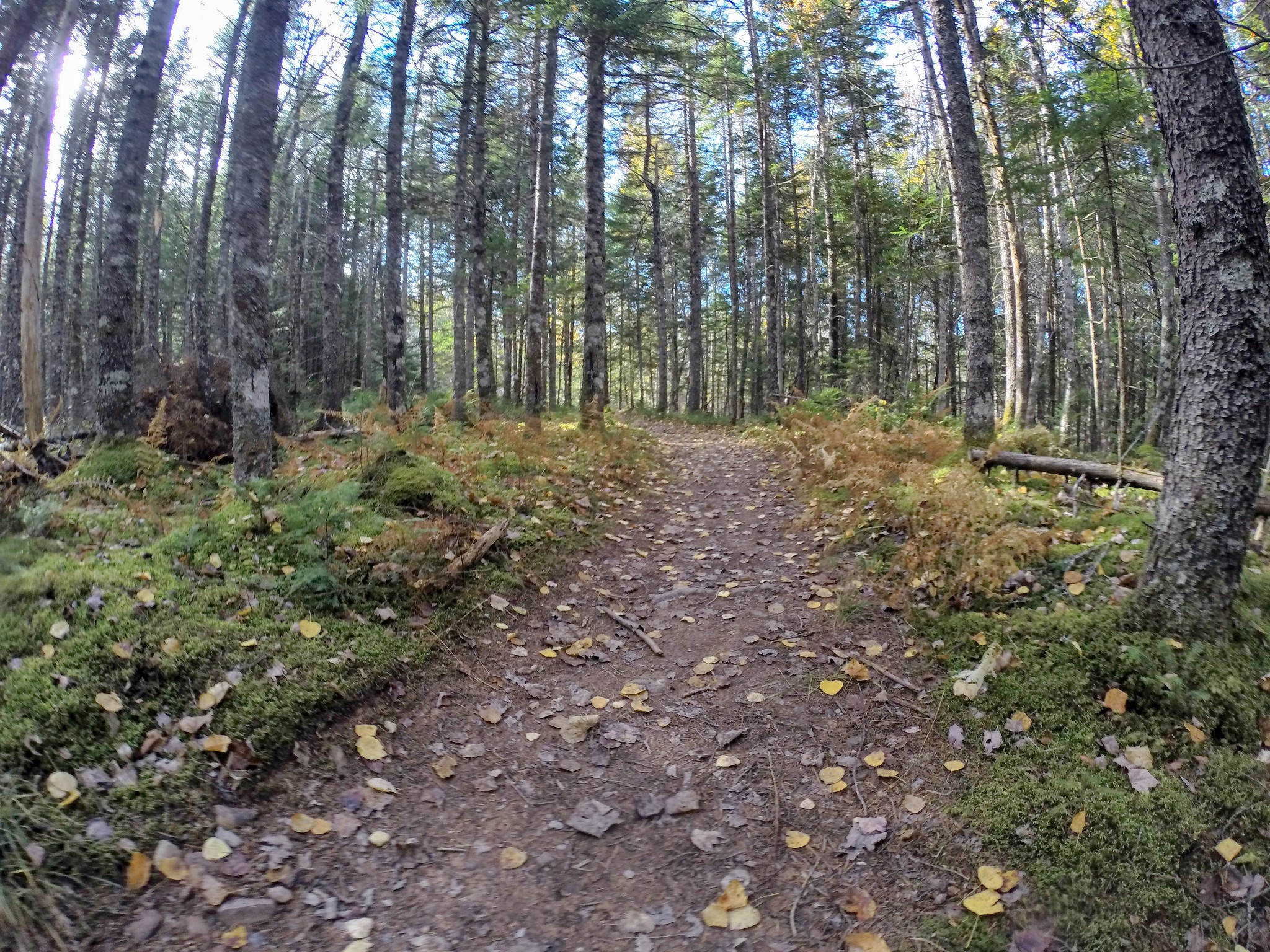 Photos Nine Mile River Hiking Trails Nova Scotia HalifaxTrails.ca
