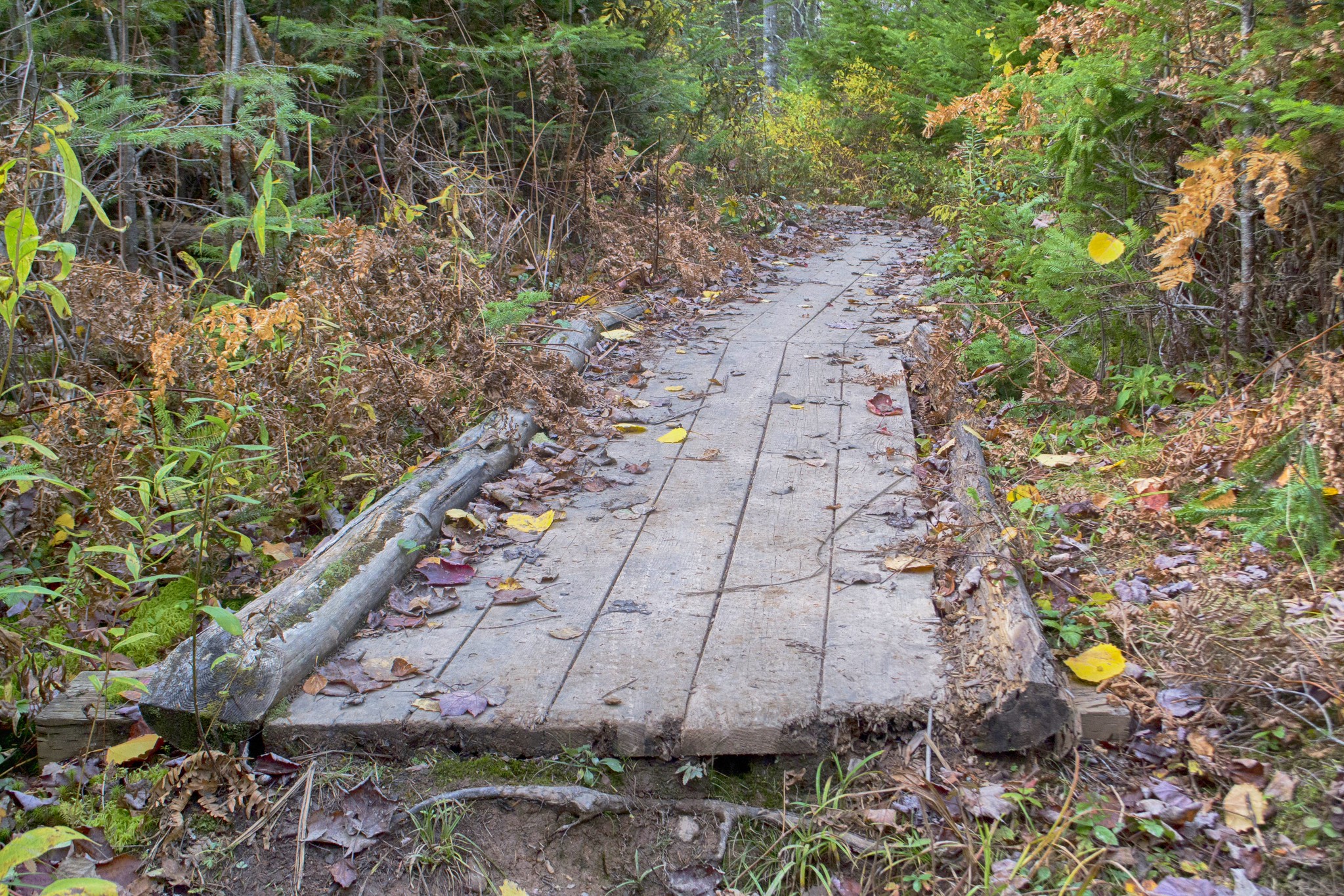Photos Nine Mile River Hiking Trails Nova Scotia HalifaxTrails.ca