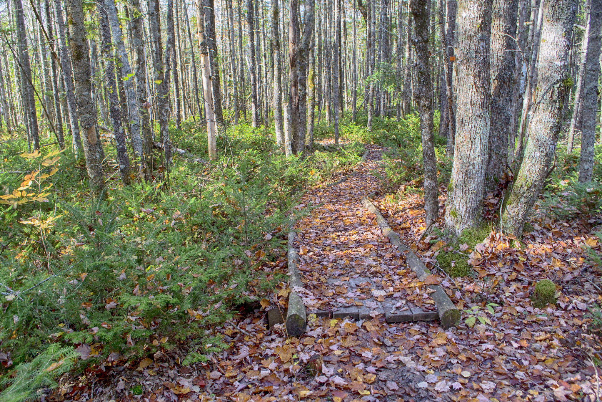 Photos Nine Mile River Hiking Trails Nova Scotia HalifaxTrails.ca