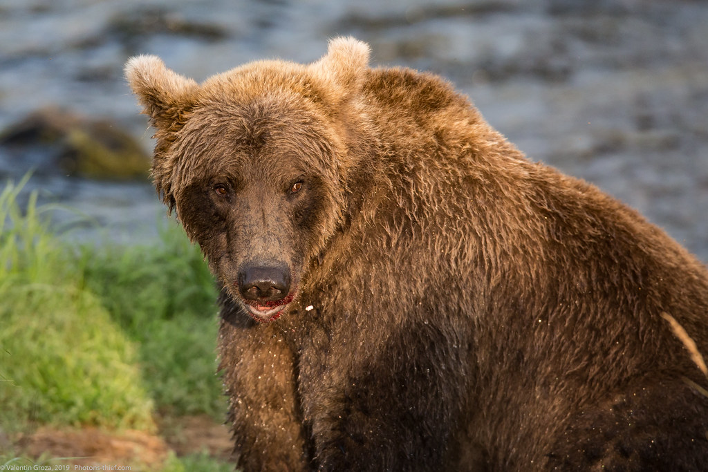 Alaska Brooks Camp bear collection 14 med (1 of 1) Flickr