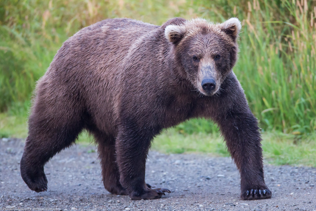 Alaska Brooks Camp bear collection 01 med (1 of 1) Flickr