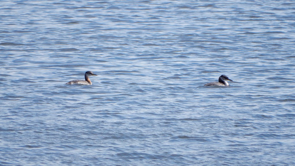 Loons in School Section Lake 3 Thomas Harper Flickr