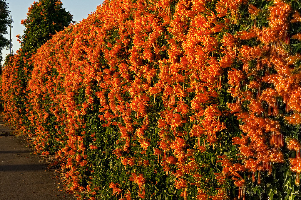 Orange Trumpet Vine. The orange trumpet creeper is a South… Flickr