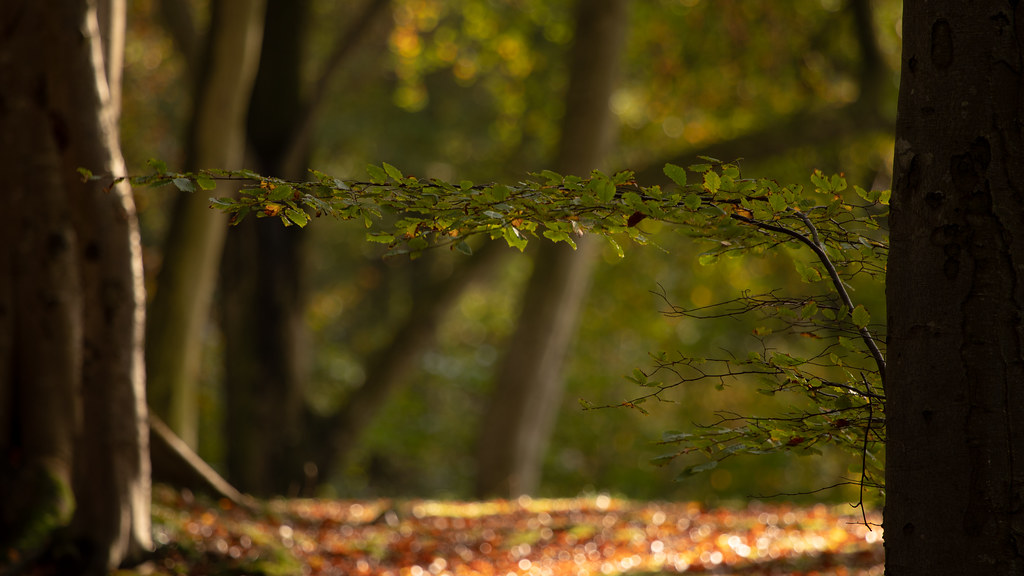 Lochside ochside woods, Bridge of Don, Aberdeen, Scotland