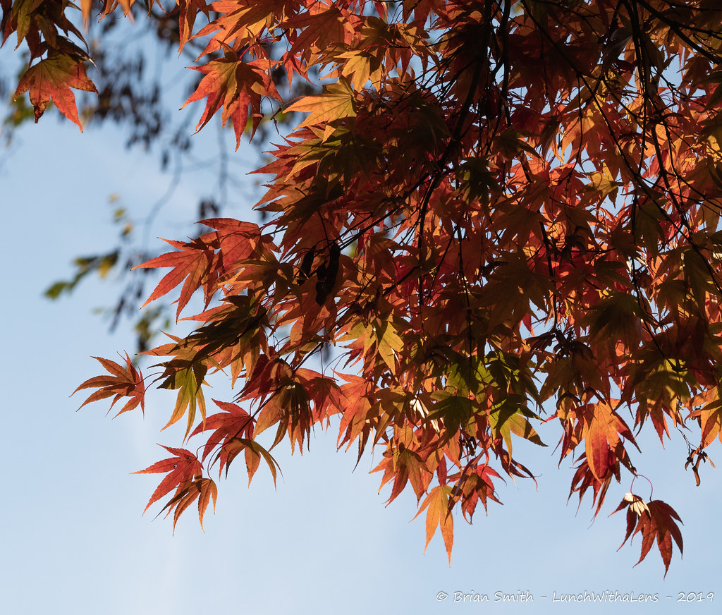 Magnolia Sunset A walk along the Magnolia Bluff after the … Flickr