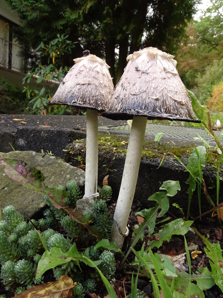 Coprinus comatus Dr. HansGünter Wagner Flickr