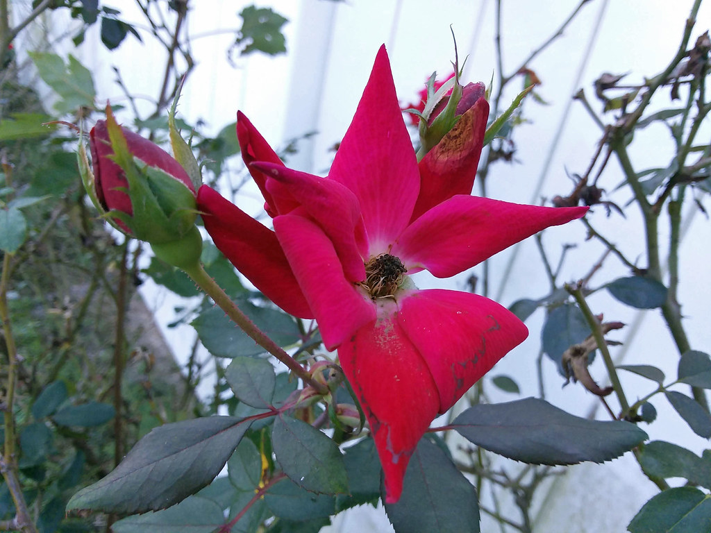 Rose Buds And Petals. Before I went to work this morning, … Flickr