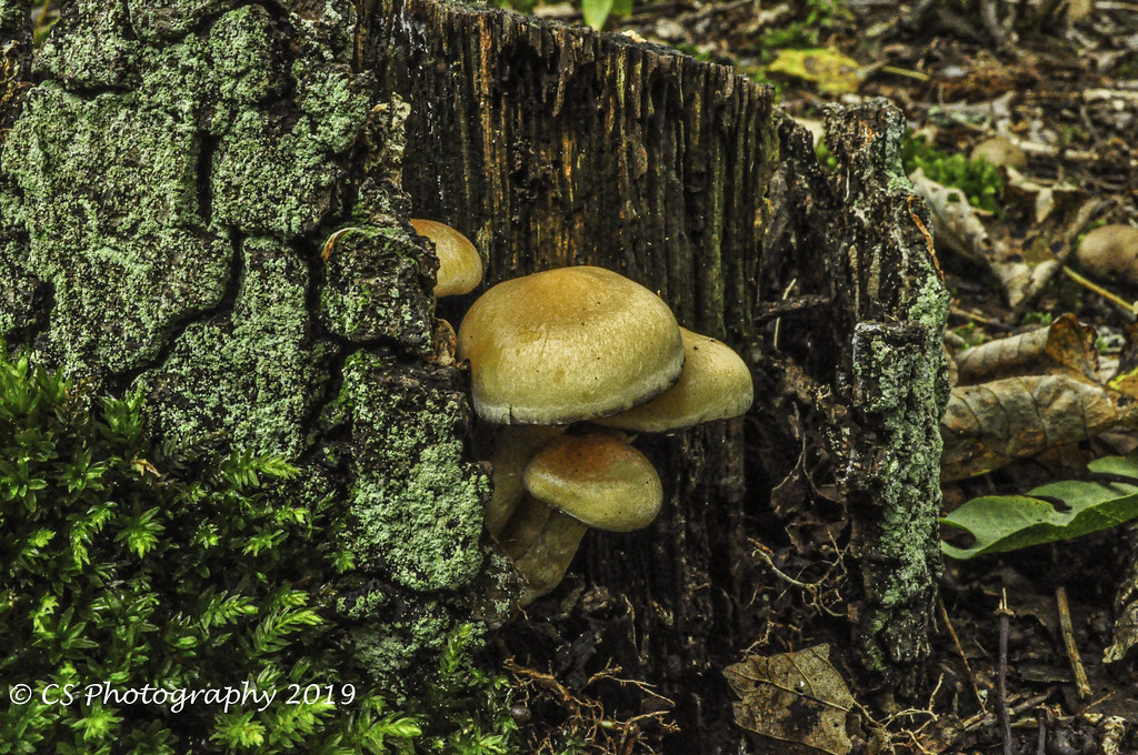 SOS Mushrooms. Here they are doing their job clearin… Flickr