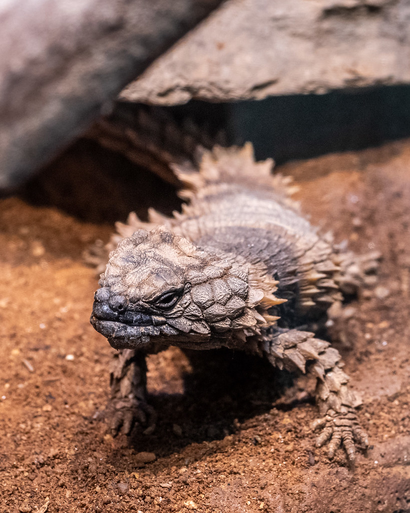 D50_0156 Golden Armadillo Lizard (Cordylus cataphractus), … Flickr