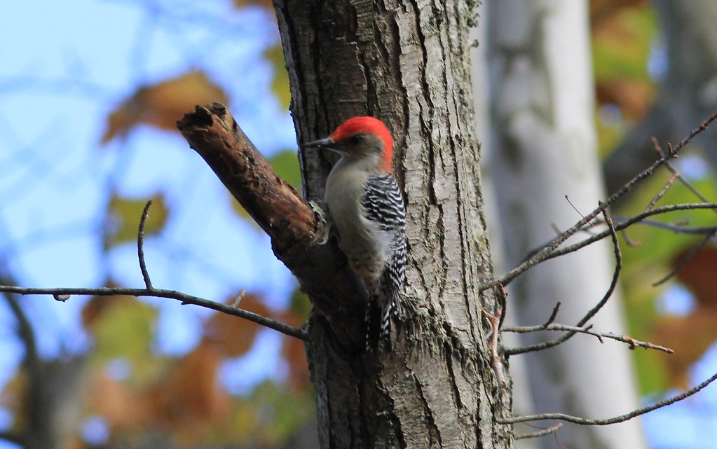Redbellied Woodpecker Bradley Woods Park Westlake, Ohio p… Flickr