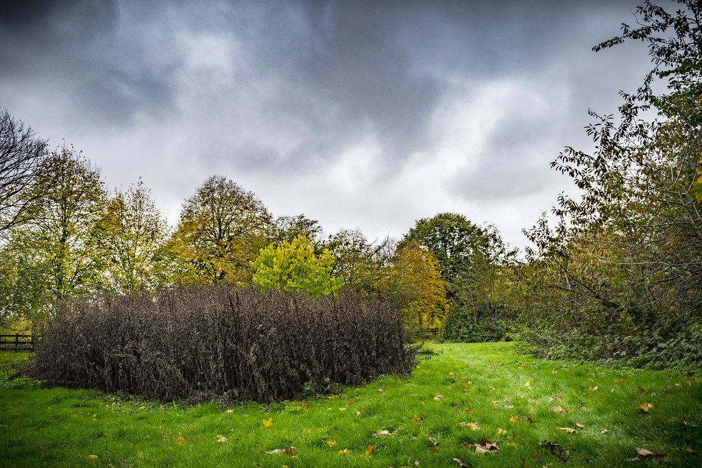 Dead bushes Cranford Park Stefan Mole Flickr